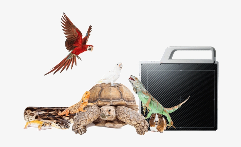 Wireless Detector System - Group Of Exotic Pets, transparent png
