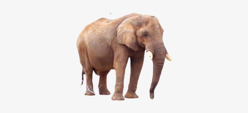 Elephant Elephants - Portable Network Graphics, transparent png