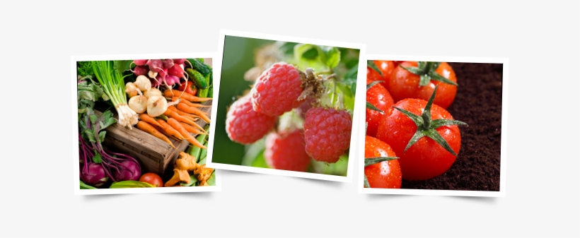 This Is Followed By The Main Crop Varieties In February - Green Harvest: A History Of Organic Farming, transparent png