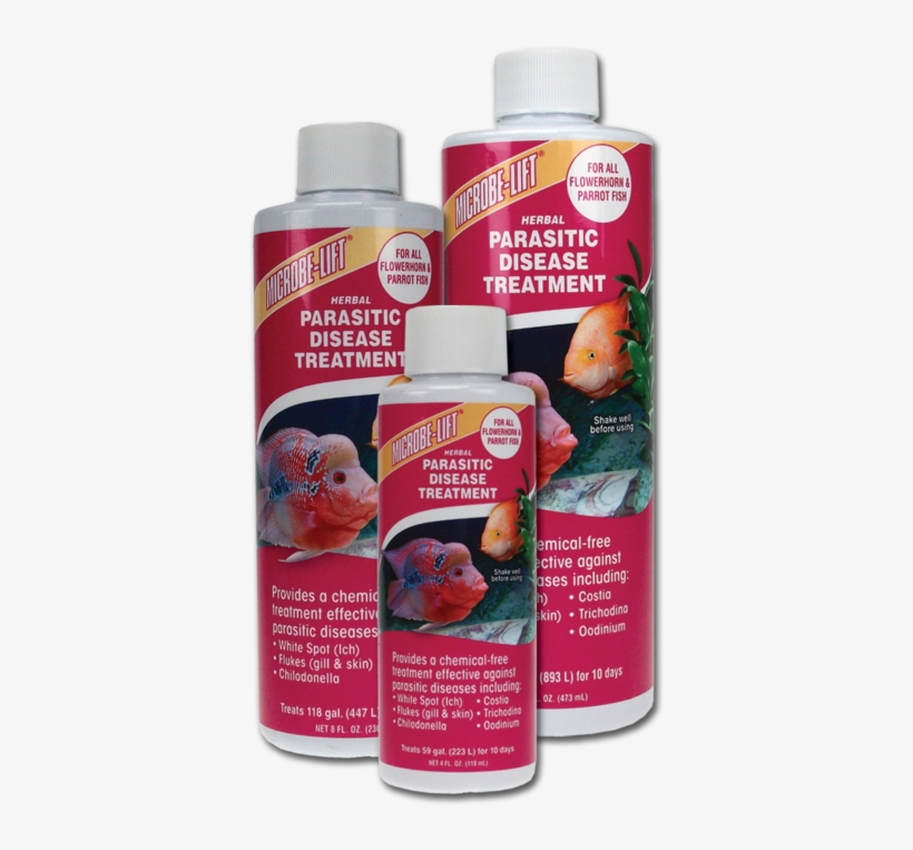 F1999 - Parrot Fish Diseases, transparent png