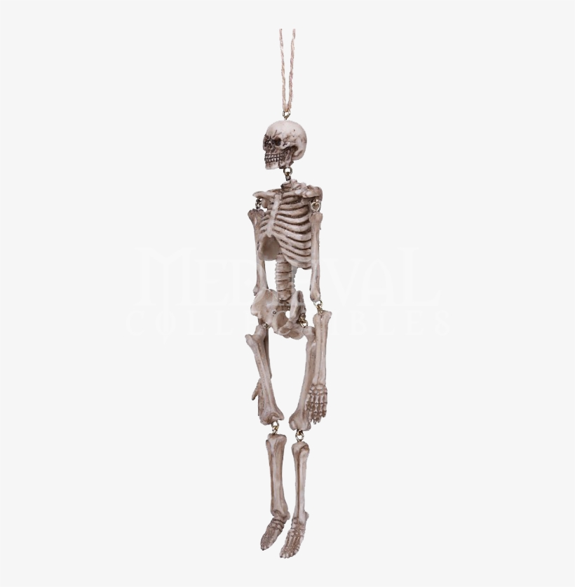 Hanging Skeleton Statue - Skeleton, transparent png