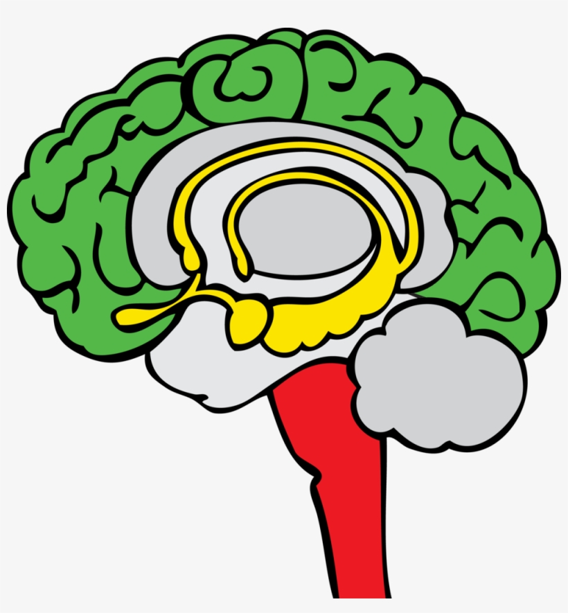The Stoplight Approach - Limbic System Clipart, transparent png