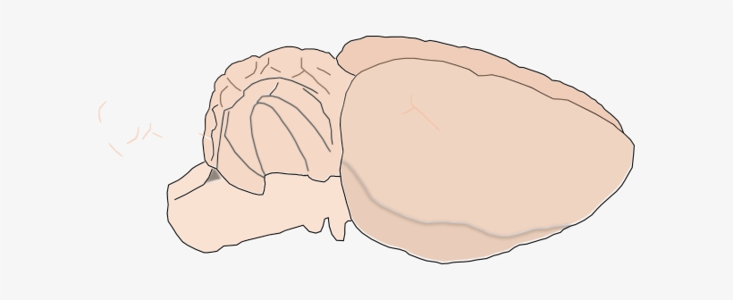 Mouse Brain Clip Art, transparent png
