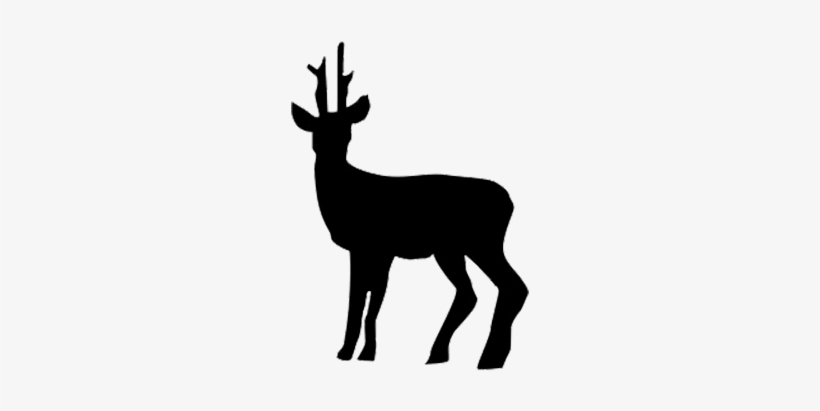 Roe Deer Image - Athena Animal, transparent png