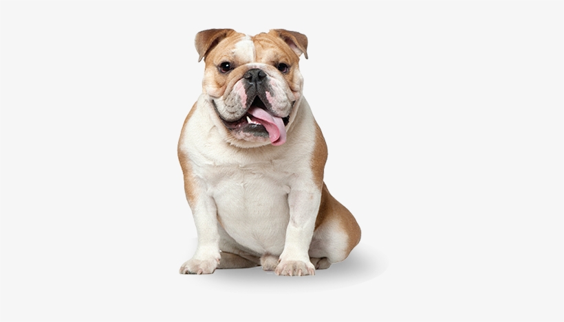 Bulldog - Pet Rescue By Judy, transparent png