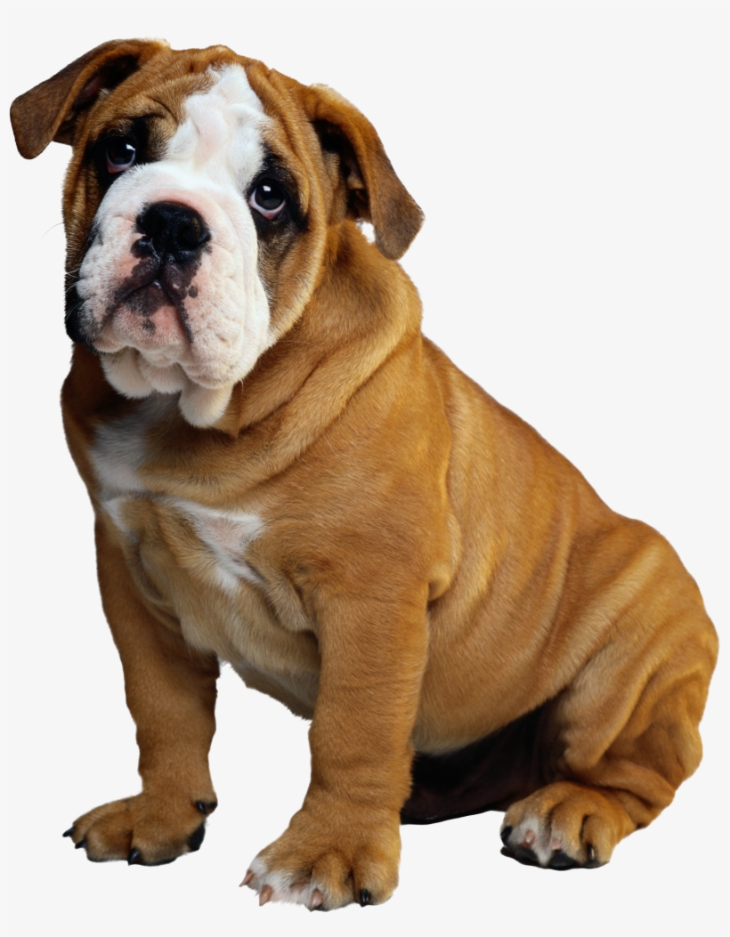 Bulldog Puppy Christmas Holiday Ornament (round), transparent png