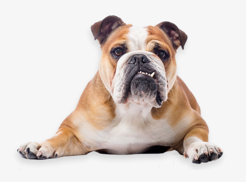 Bulldog Transparent Png Image - Bulldog Png, transparent png