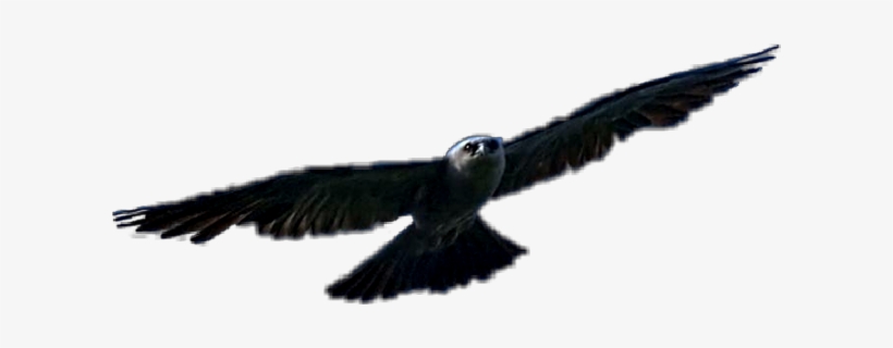 Hawk Freetoedit - Hawk, transparent png