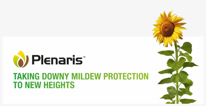 Taking Downy Mildew Protection To New Heights - Design Art 'tuscany Sunflowers On Green' Photographic, transparent png