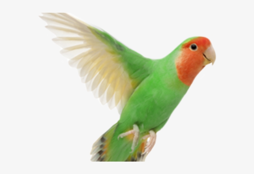 Love Bird Png, transparent png