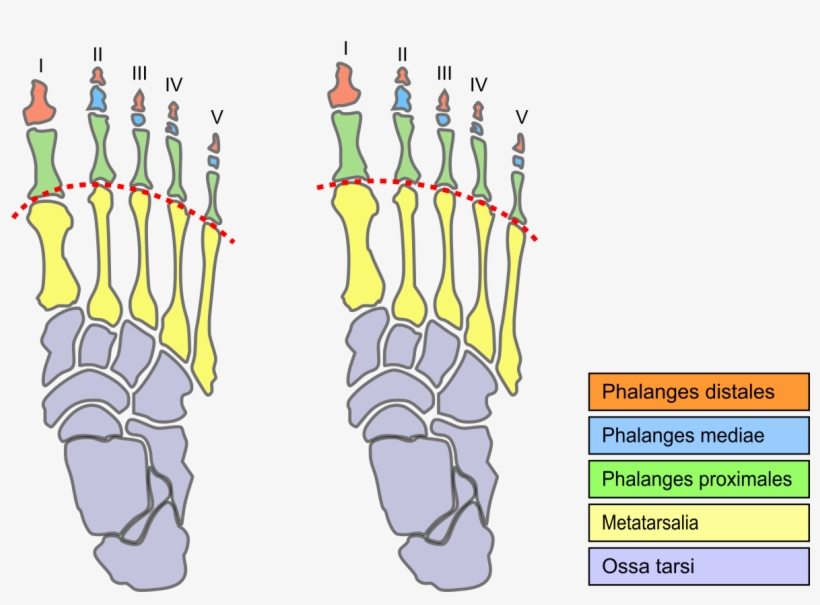 Morton's Foot, transparent png