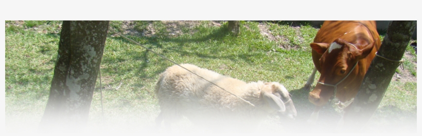 Fazendinha - São Paulo, transparent png