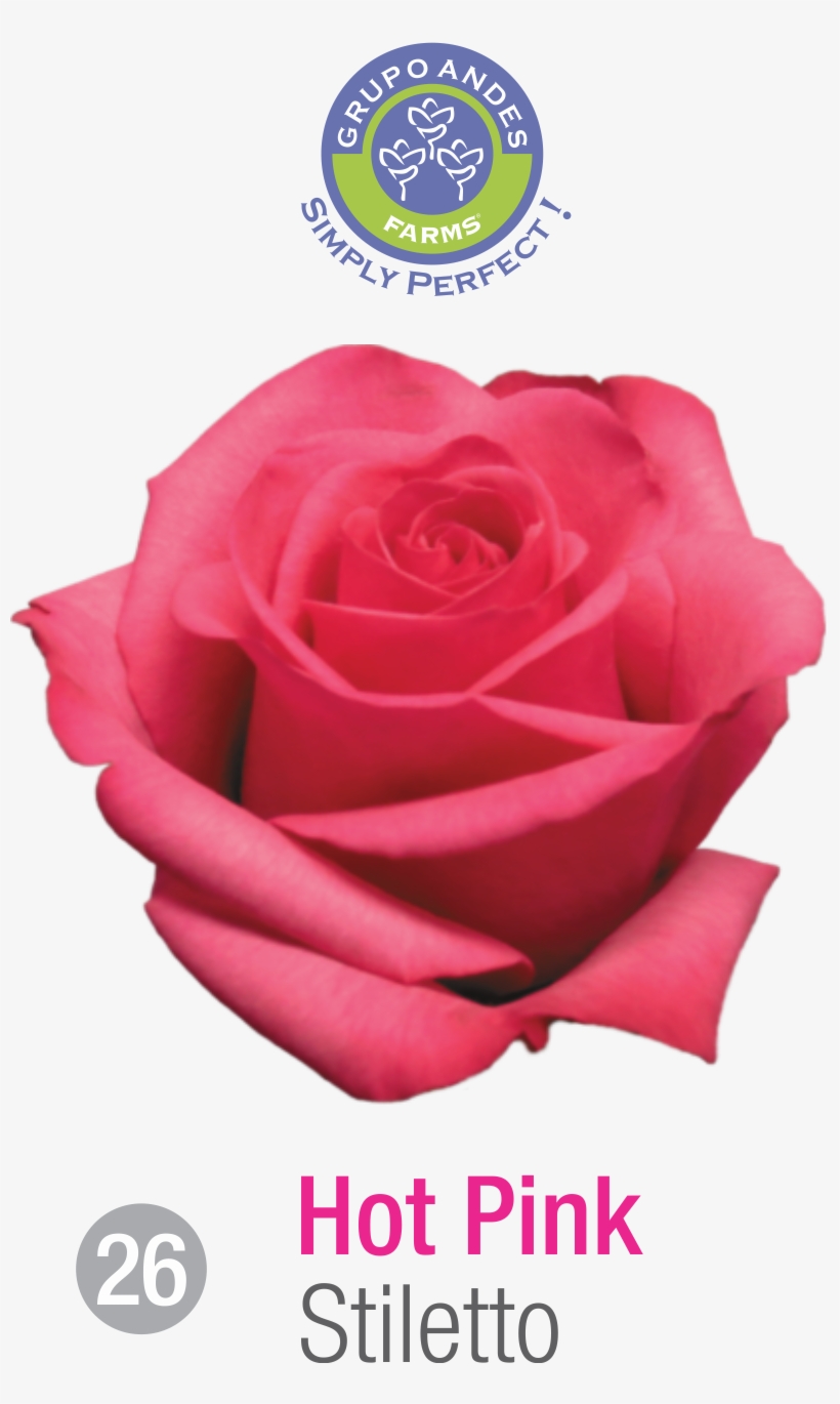 Rosa Variedad Stiletto - Floribunda, transparent png