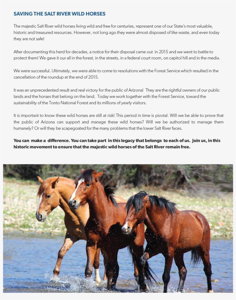 Srwhmg Wild Night Final - Horse, transparent png
