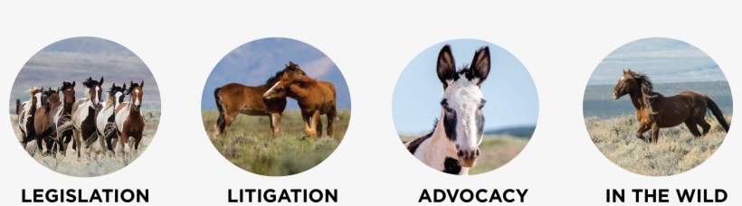 Donate Using The Form Below, Or Make A Donation Through - Horse, transparent png
