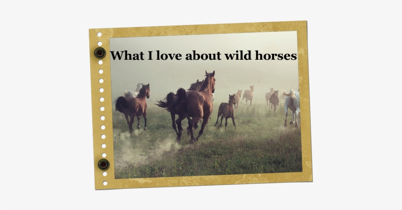 Christa's Luck Wild Horse Blog Mustangs Adoption - Poster: Conrado's Horses In Dust, 61x41cm., transparent png