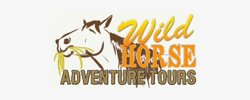 Tour With Us To Find The Outer Banks Wild Spanish Colonial - Wild Horse Adventure Tours, transparent png