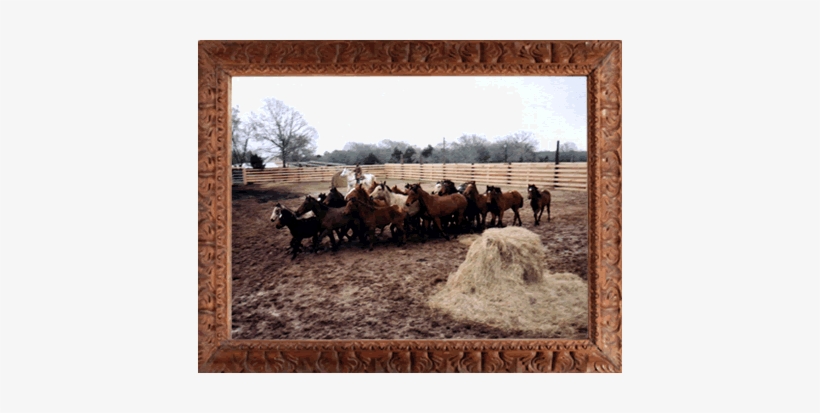 On March 1, 2003 The Wild Horse Foundation Received - Herd, transparent png