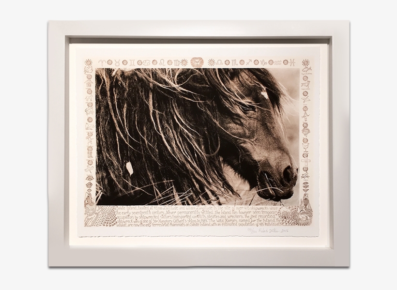Right Carousel Arrow - Wild Horses Of Sable Island, transparent png