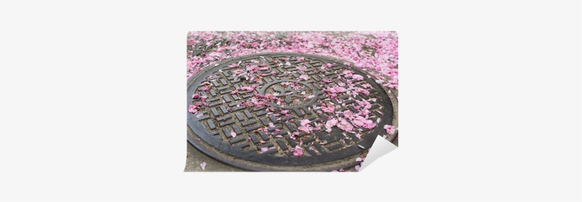 Falling Cherry Blossom Petals On The Sewer Lid - Cherry Blossom, transparent png