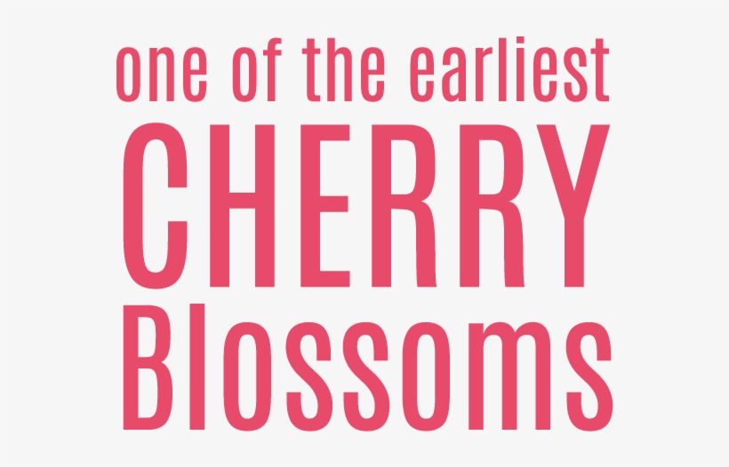 Toi-sakura Has Reputation As One Of The Earliest Cherry - Father's Day Breakfast Ideas, transparent png
