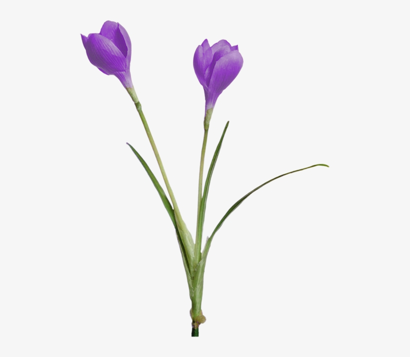 Crocus, transparent png