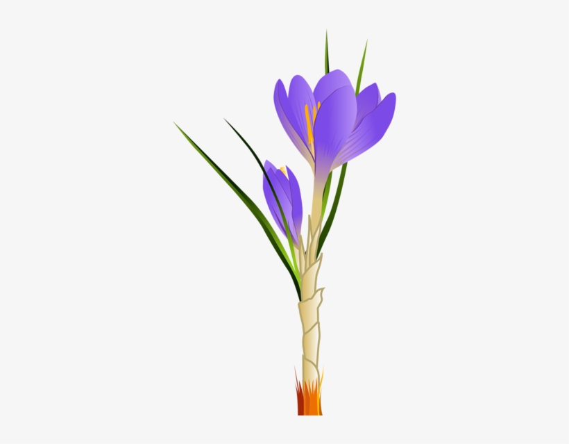 Pin Από Το Χρήστη Damina Hatzisavva Στον Πίνακα Τεχνη - Crocus Clipart, transparent png