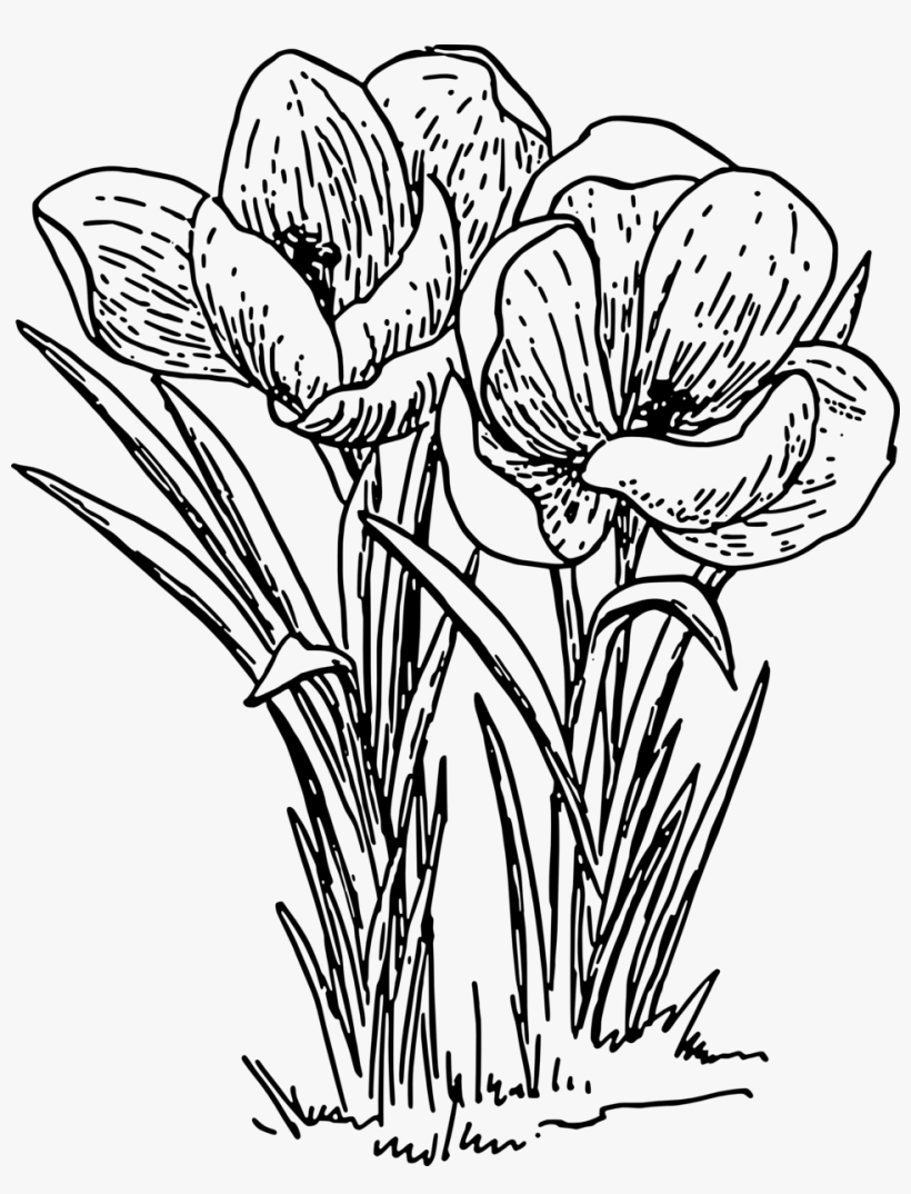 Of A Crocus - Drawing Of Flower Plant, transparent png