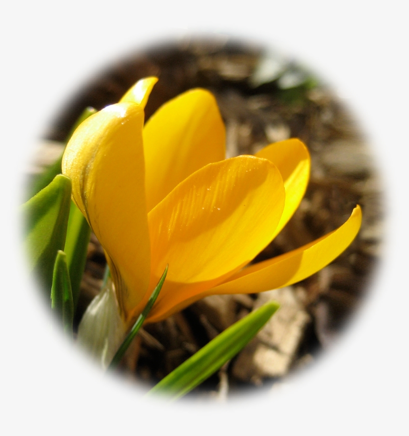 Spring Crocus, transparent png