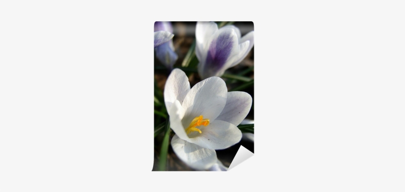 Snow Crocus, transparent png