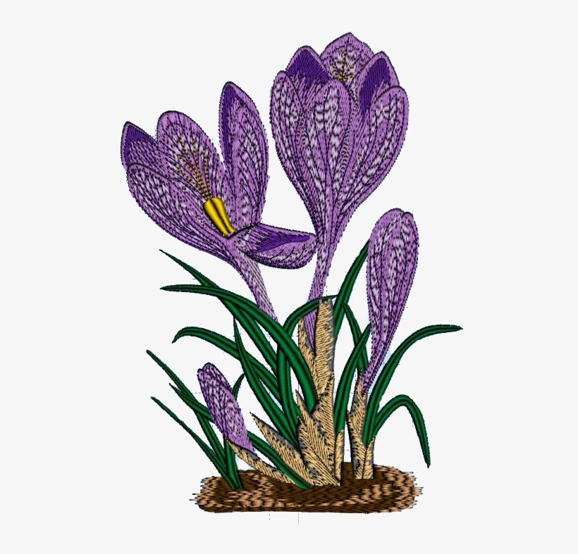 Crocus - Spring Crocus, transparent png