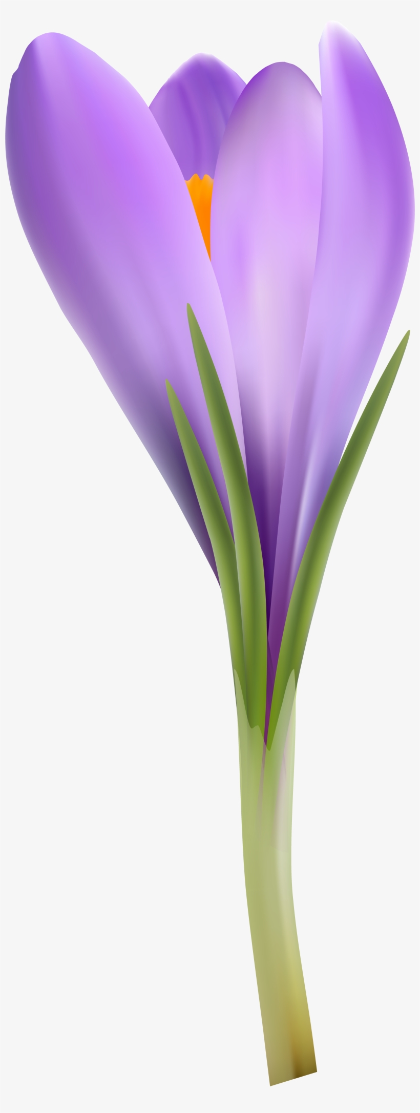 Crocus Png, transparent png