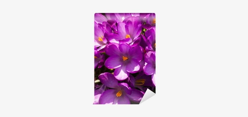Crocus, transparent png