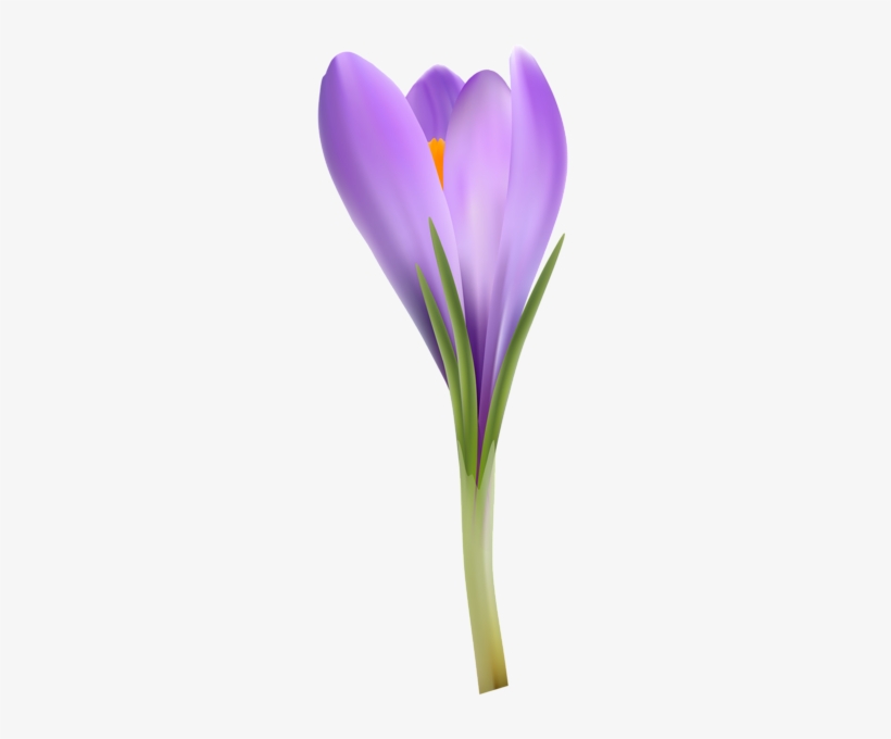 Crocus Transparent Png Image - Portable Network Graphics, transparent png