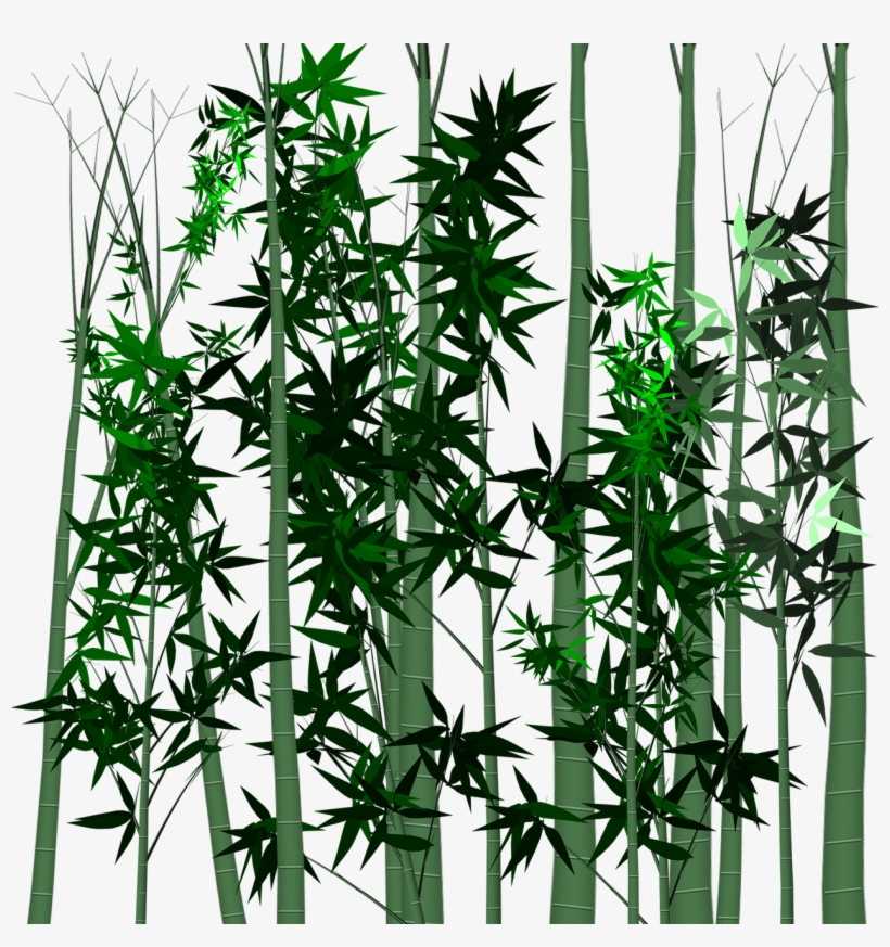 Leaf Bamboo Plant - Tropical Woody Bamboos, transparent png
