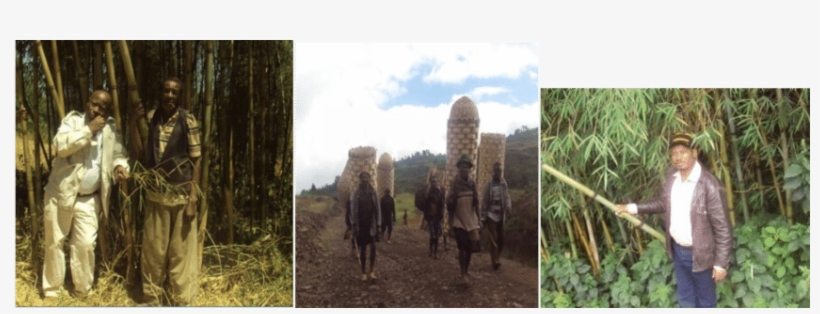Bamboo Plant As Part Of Plant Biodiversity, Provides - Sugarcane, transparent png