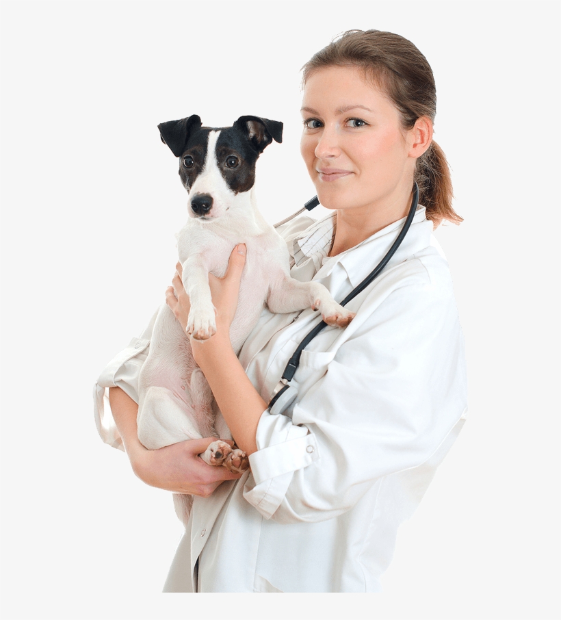 Our Services - Vet Png, transparent png