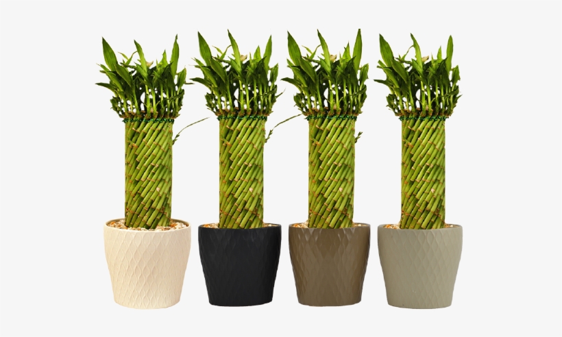 6 Inch Tornado Bamboo Large - Tornado Plant, transparent png