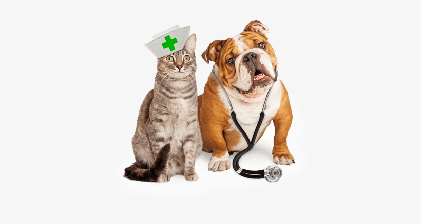 Specialists In Veterinary Medicine - Veterinary Animal, transparent png