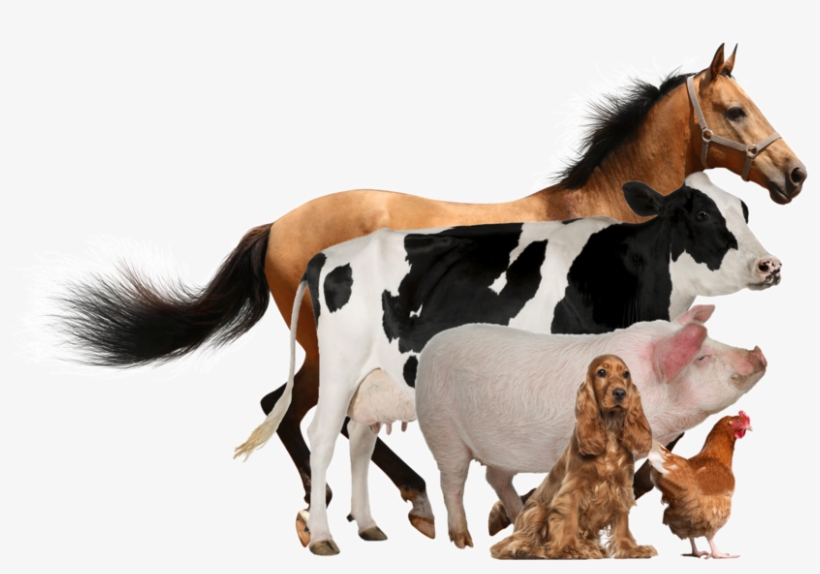 We Are The Pioneer Manufacturing Group Of Quality Veterinary - English Cocker Spaniel. English Cocker Spaniel Dog, transparent png