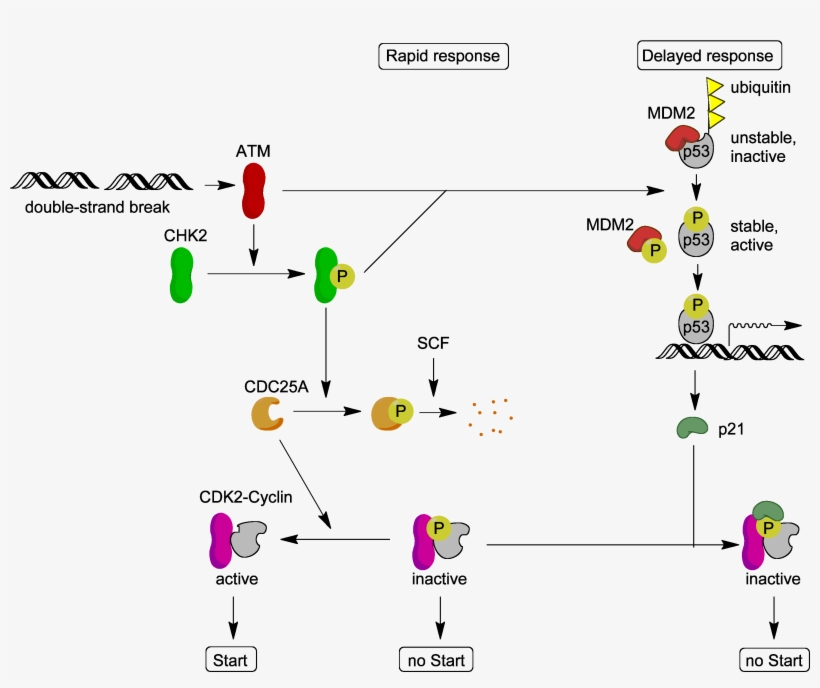 Atm Target Proteins - Atm Kinase, transparent png