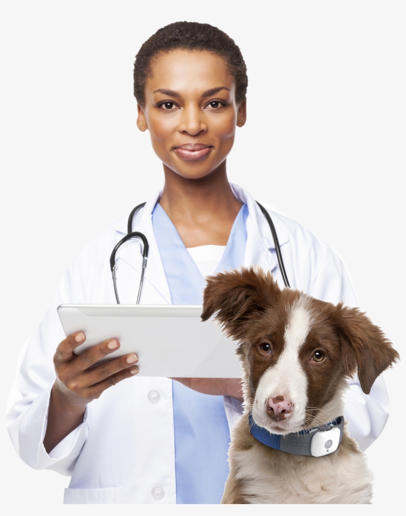 Vet - Decoding Your Dog: Explaining Common Dog Behaviors, transparent png