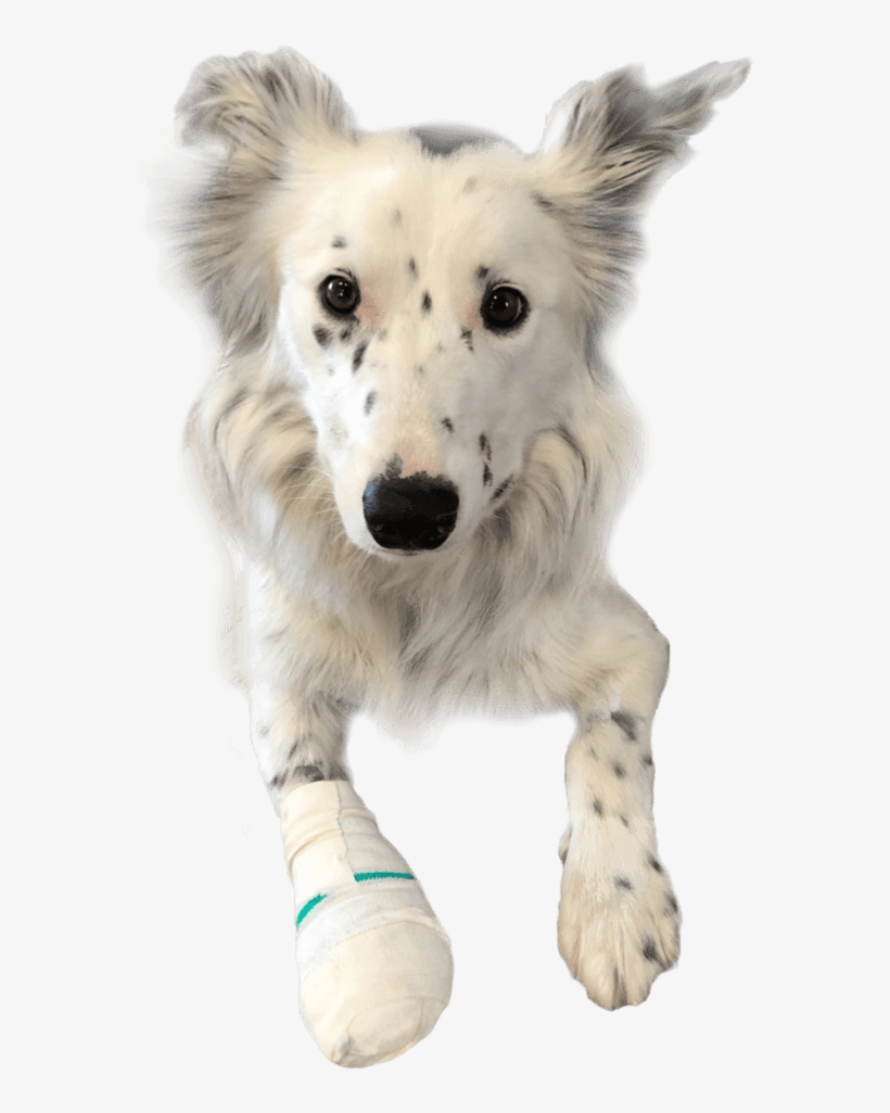 Contact Us - Surgery, transparent png