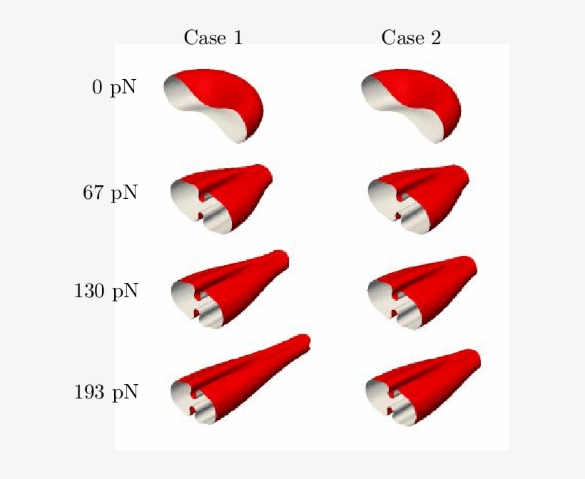 Visualization Of The Red Blood Cell Deformation Over - Cone, transparent png