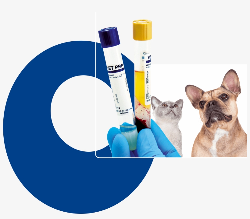 Intra Articular Injections Of Vet Prp Ha Improves The, transparent png
