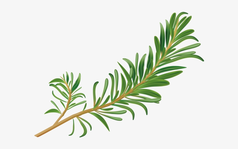 Rosemary - Keyword Research, transparent png