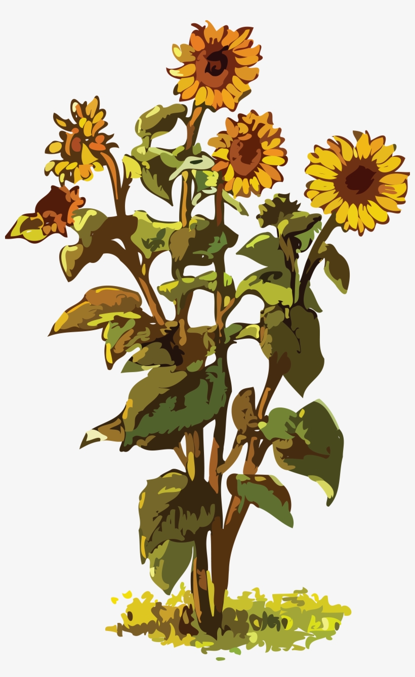 , , - Big Sunflower Plant Clipart, transparent png