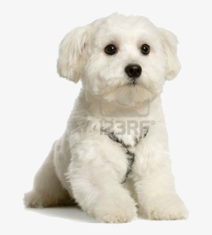Maltese Puppy Cute Png By Princessbubblegum5 On Deviantart - Maltese - I Love My Dog Keyring, transparent png