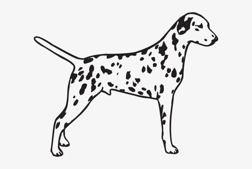 Dalmatian Clip Art, transparent png