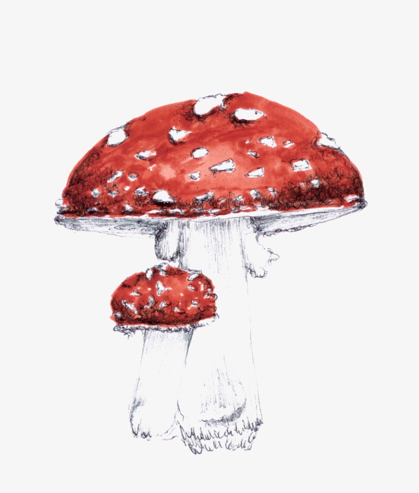 Toadstool-02 Copy - Portable Network Graphics, transparent png